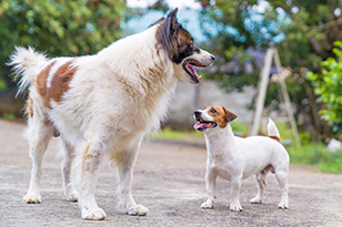 The Importance of Aggressive Dog Training