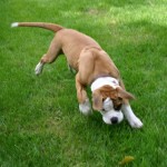 Dog playing on grass