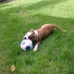 Dog with ball in grass