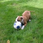 Dog with ball in grass