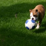 Dog with ball in grass