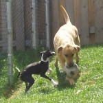 Dogs Playing with Ball