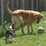 2 Dog Playing with Ball