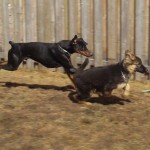 Two Dogs Running