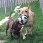 Two Dogs playing with ball
