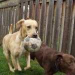 two Dogs Playing with Ball