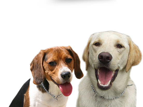 Dog Training Services in East Gwillimbury