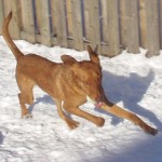 A dog running on snow