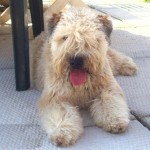 A dog sitting on a pavement