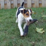 A dog playing on grass