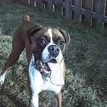 A dog playing in a garden