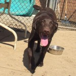 A dog with his water bowl