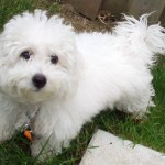 A dog playing on grass