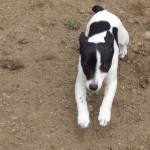 A dog playing