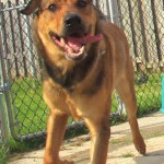 A dog playing