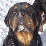 A dog sitting on snow