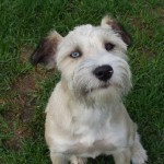 A dog sitting on grass