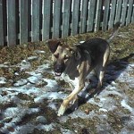 Dog is running
