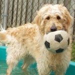 A dog with a ball in his mouth