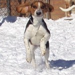 A dog trying to stand on two feet