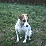 A dog sitting on grass