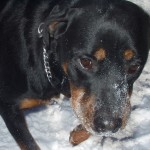 A dog lying on snow