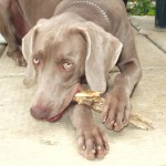 A dog chewing an object