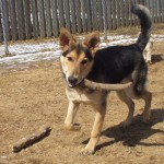 dog with stick in mouth