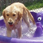 A dog in bathtub