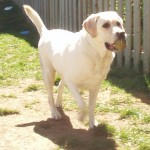 A dog with a ball in his mouth