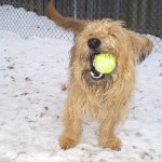 A dog with ball in mouth