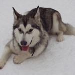 A dog lying on snow