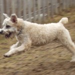 running dog