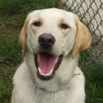 A dog with his tongue out