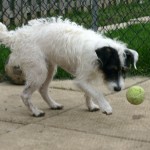 a dog playing with ball