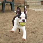 A dog with a ball in his mouth