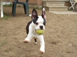 Boston Terrier Playing Fetch
