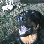 A dog