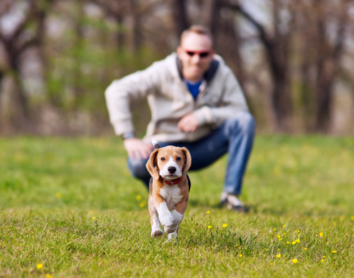 A Man Watches in the Background While his Puppy Runs