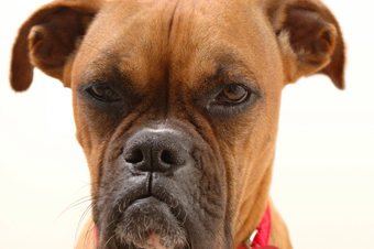 Dealing with a Cranky Dog | Alpha Paws