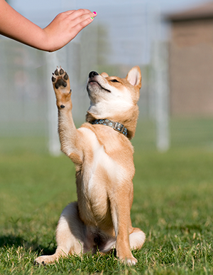 Trained puppy gives high-five to its trainer