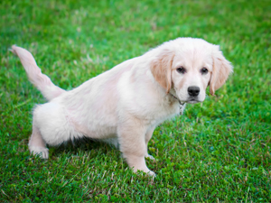 a white dog being potty trained