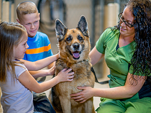 Happy Dog at the Animal Shelter