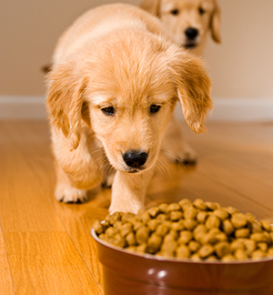 Two Puppies Staring at While Walking Towards Their Food