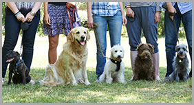 Group Of Dogs With Owners At Obedience Class