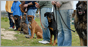 Owners Holding Leash of Their Dogs During Training