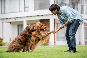 A Man Training His Two Dogs By Shaking Hands in Toronto