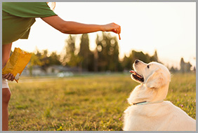 Dog owner giving a treat to his dog while its obedience training