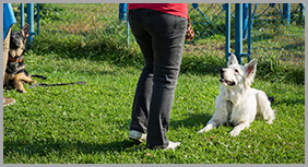 A White Dog Attending Dog Training Course in Georgina