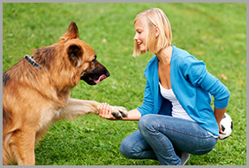 Female Dog Trainer Shaking Hands With a Dog in Georgina